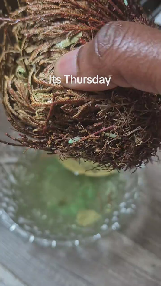 Rose of Jericho